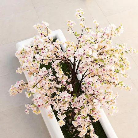 Mia Anasa - Luxury *