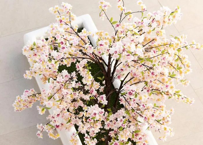 Mia Anasa - Luxury *